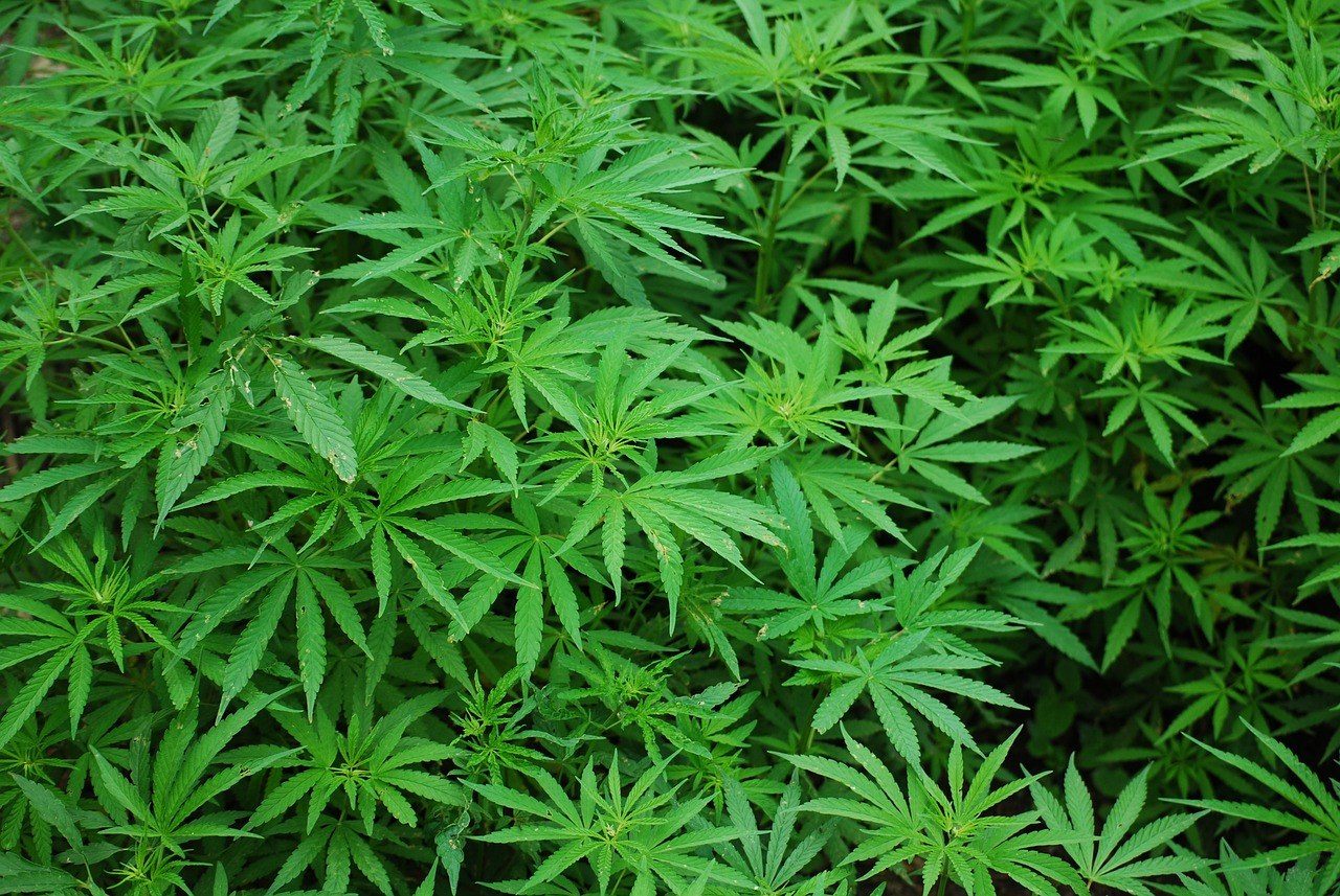 Cannabis plants seen from above fill the frame, their bright green leaves of narrow serrated leaflets overlapping in layers over deep shade.