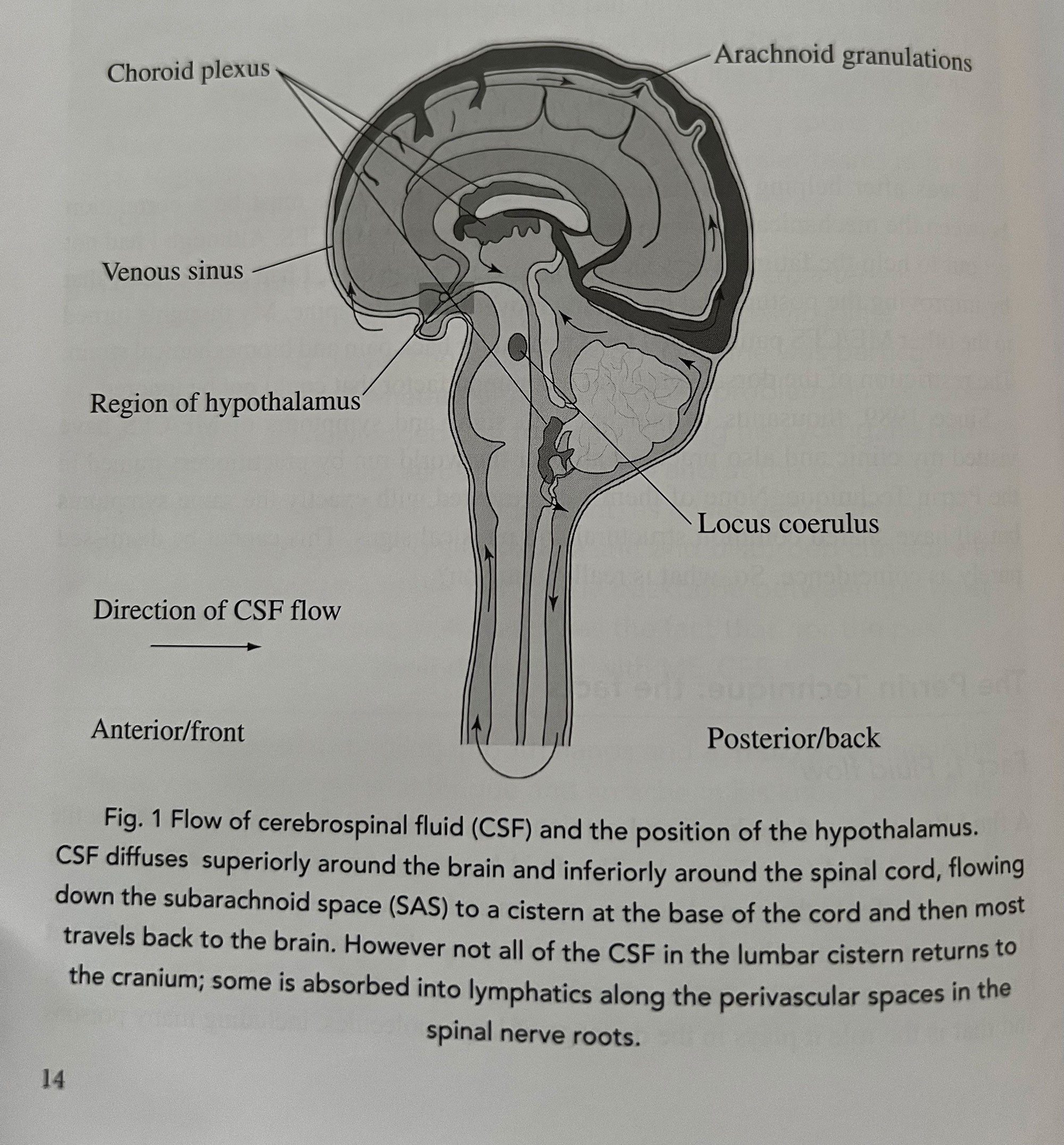 A textbook figure of the flow of cerebrospinal fluid through the brain and spinal cord, with the choroid plexus, hypothalamus and locus coeruleus labelled.