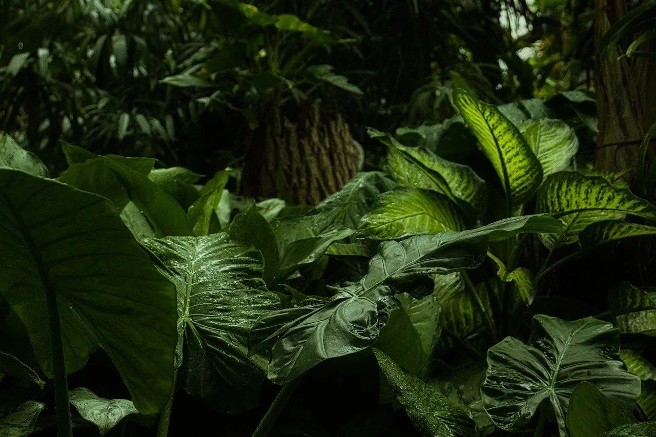 Large wet leaves of tropical plants fill the deep shade of a forest, with tree trunks behind them.