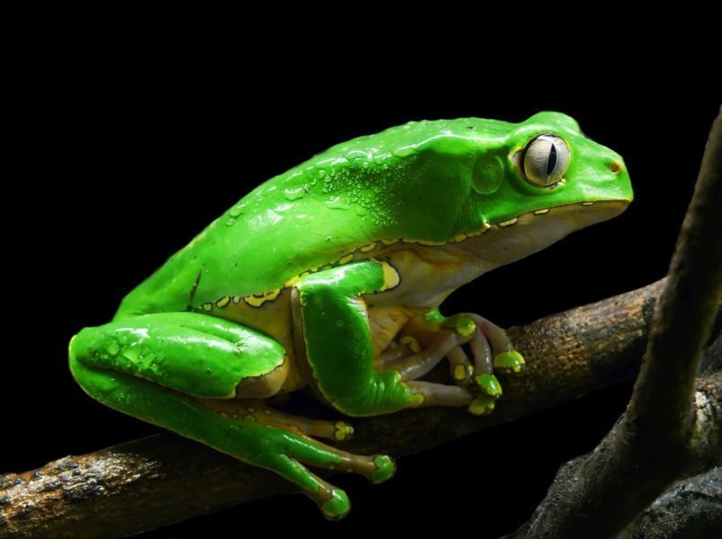 A bright green frog with a cream belly edged in yellow sits on a dark branch against a black background, its skin beaded with water.