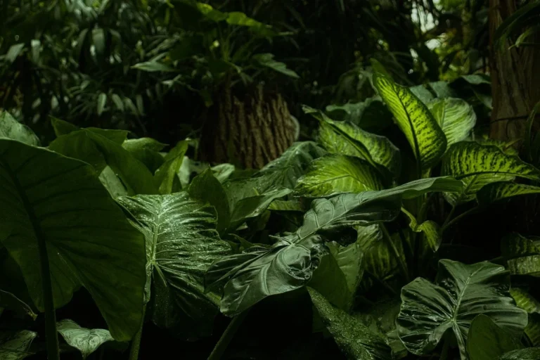 forest 6761846_1280